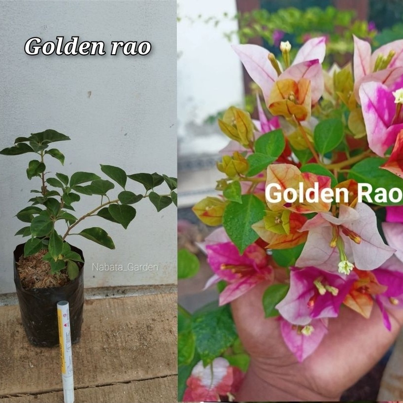 Bunga Bougenville Golden Rao Ori