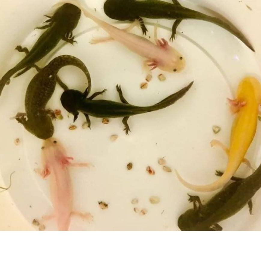 Ikan Axolotl Salamander