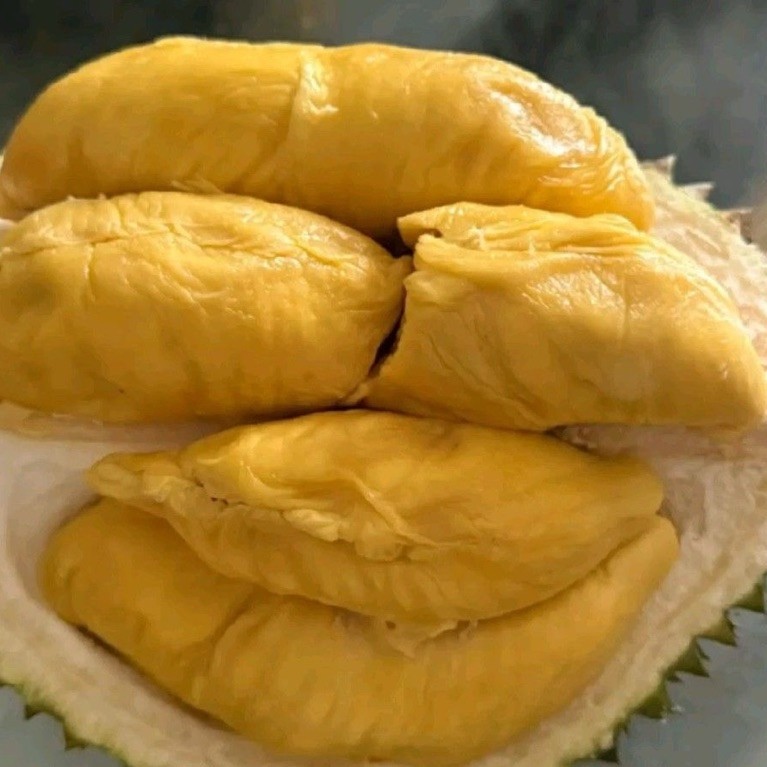 Durian Musang King Unggul Premium Kaki Tiga Hasil Okulasi Tanaman Buah Tropis Akar Kuat Daging Tebal