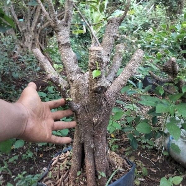 Bahan Bonsai Kimeng Bonggol Gabungan Ukuran Besar
