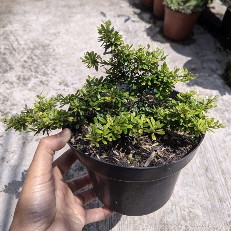 Bahan bonsai saeng simbur micro varigata vietnam