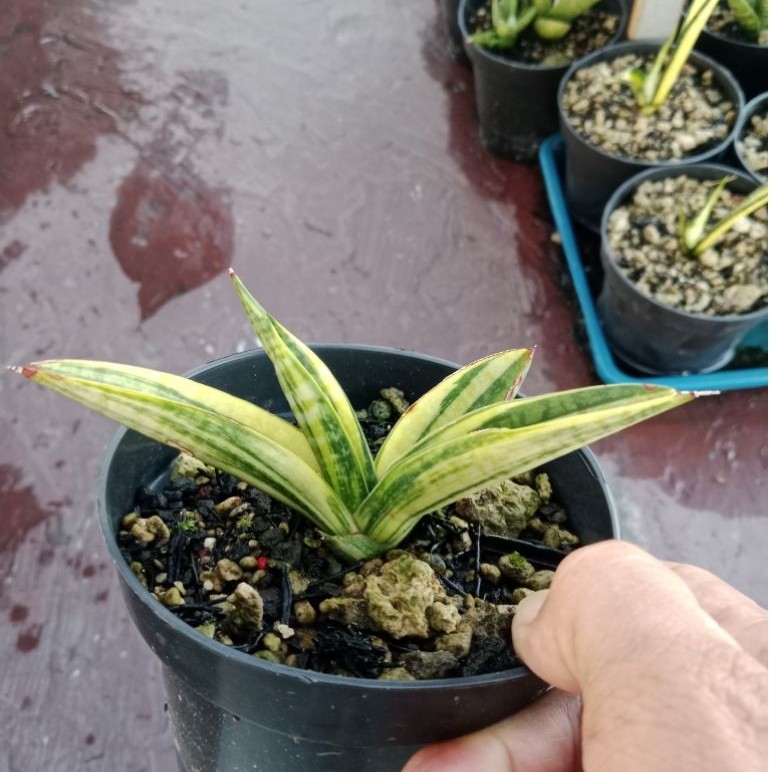 sansevieria marsha anjani variegata