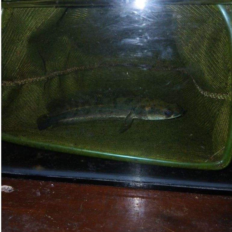 CHANNA MARU YS Size 16-17 cm