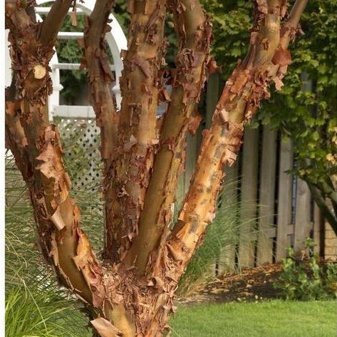 Benih Bibit Biji - Chinese Paperbark Maple Acer griseum Tree Pohon Eksotis Seeds - IMPORT