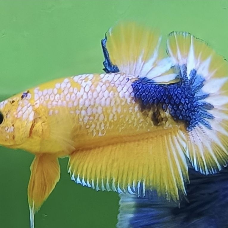 Hiasan aquarium cupang plakat yellow fancy / fccp yellow
