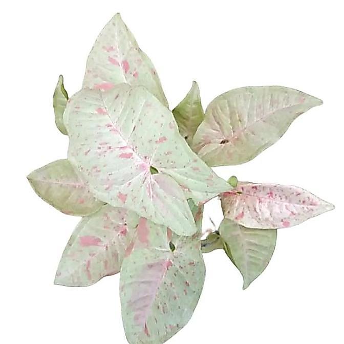 Tanaman Hias Syngonium Milk Confetti + Pohon Singonium Susu Koleksi Merah Putih