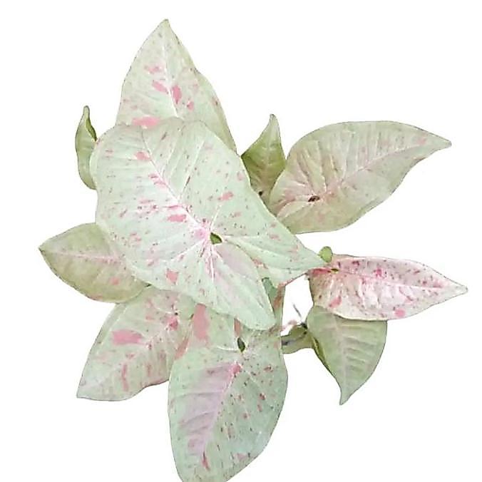 Tanaman Hias Syngonium Milk Confetti + Pohon Singonium Susu Koleksi Merah Putih