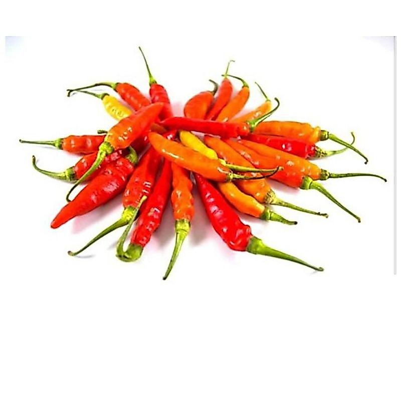 cabe kecil tiung