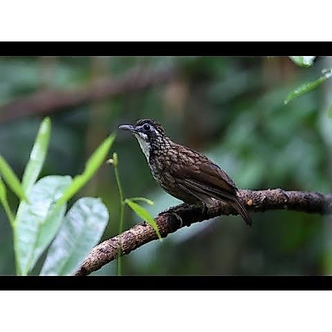 Burung Poksay Rowo-Rowo