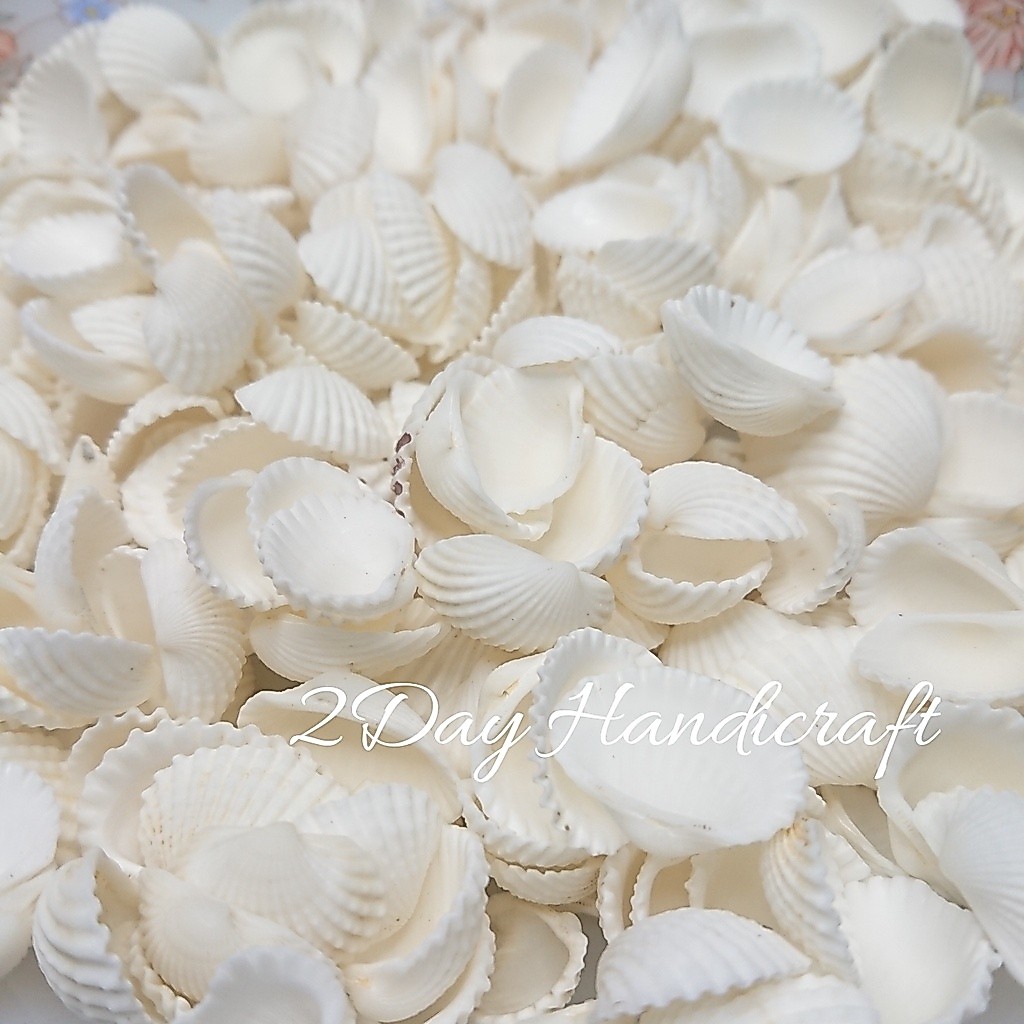 GROSIR 500gram Cangkang Kerang Craft - Kulit Kerang Putih - Cangkang Kerang Putih