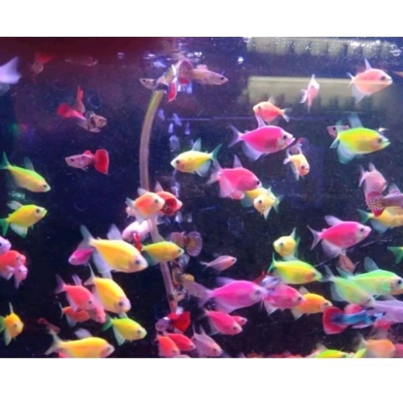 [PAKET HEMAT] Ikan Hias Glofish Isi 20 Ekor Mix Warna Warni - Glo Fish Berkualitas Hidup Garansi DOA