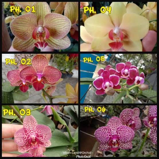 paket 3 tanaman hias anggrek bulan dewasa - PROMO ANGGREK BULAN HYBRID
