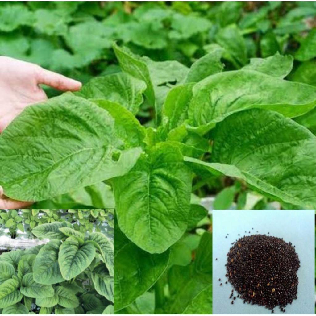 1000 Biji>Benih Bayam Raja | Bayam Daun Lebar