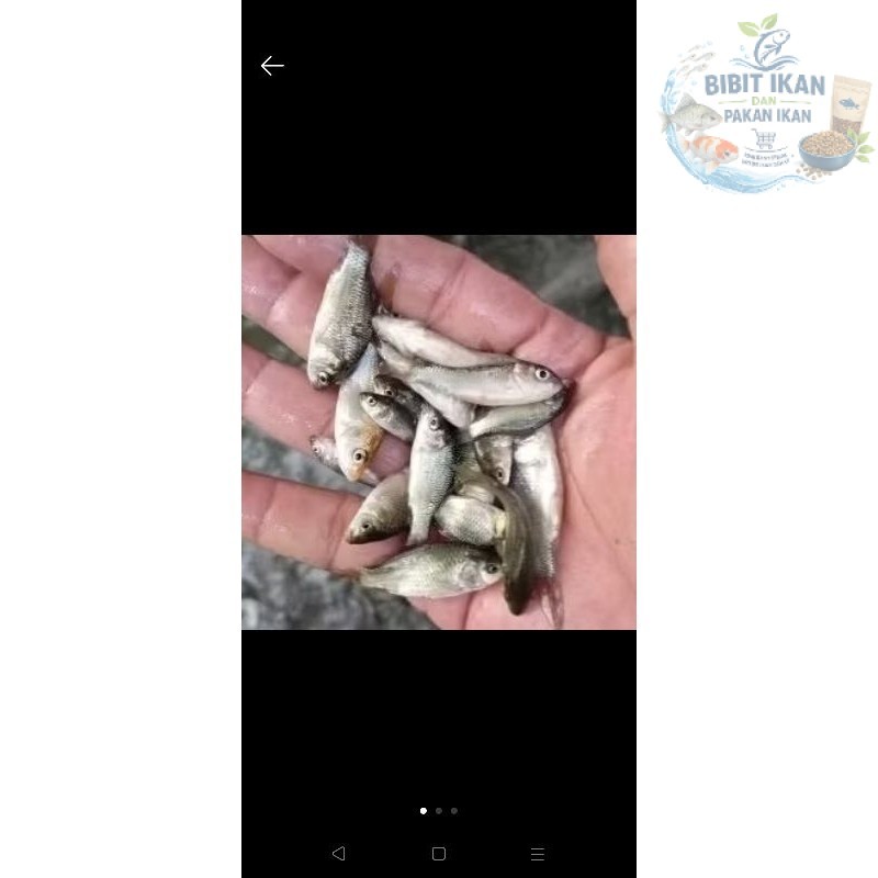 bibit ikan mas ukuran setengah jari per 100ekor / bibit ikan di bandung