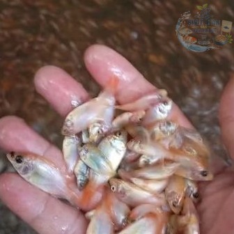 [ isi 100 ekor nila merah ]  burayak bibit ikan nila merah isi 100 ekor / bibit ikan di bandung