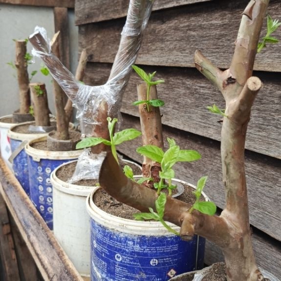 JAMBU KRIKIL BATANG BESAR BAHAN BONSAI