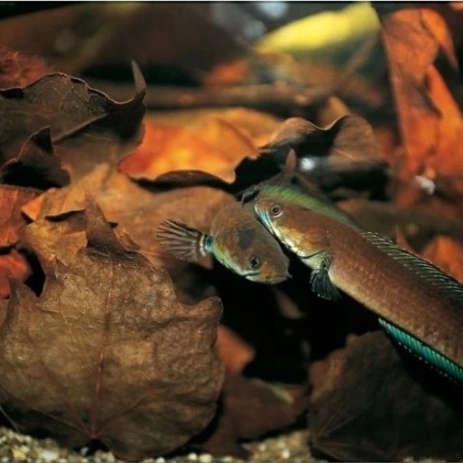 Chana Limbata pair 1 pasang dari alam, 12-17cm indukan bagus rim tebal