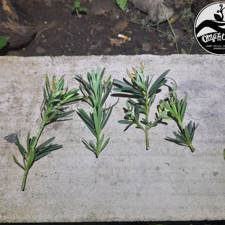 entres lohansung lidah burung daun biru(micro)/potongan pucuk lohansung lidah burung daun biru(micro
