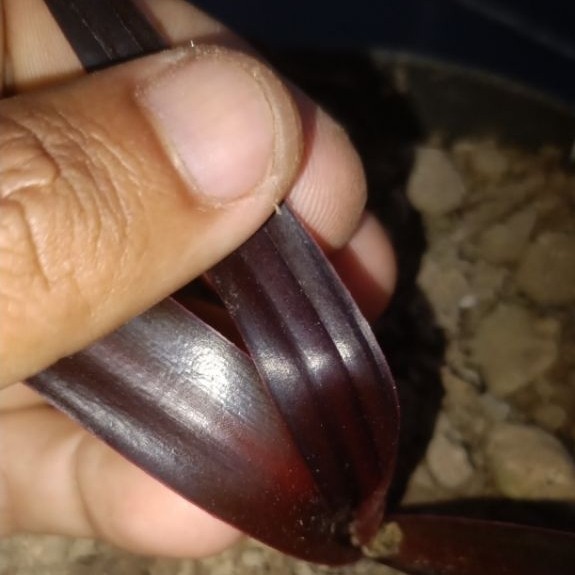 tanaman Dlingo Wulung ( jeringau Wulung merah)