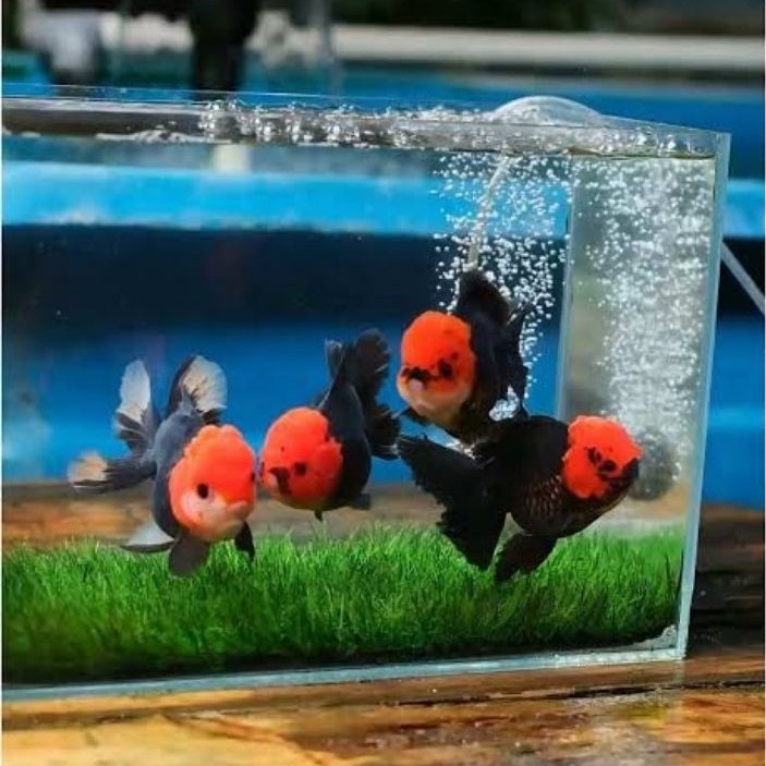 IKAN HIAS KOKI GOLDFISH ORANDA TANCO SIZE M-L