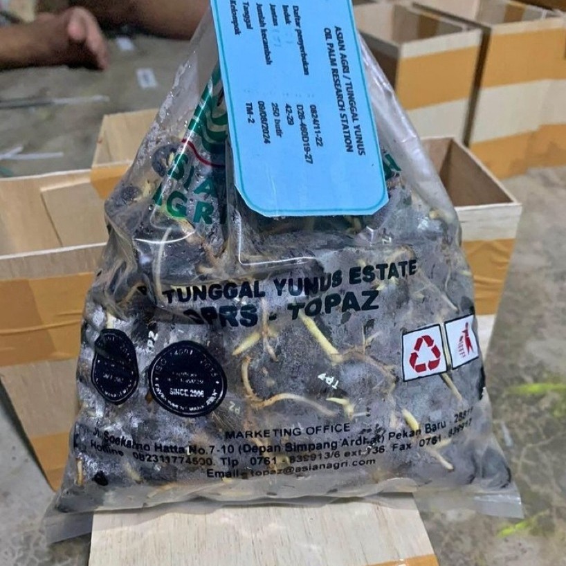 Benih Polong kecambah sawit Topaz