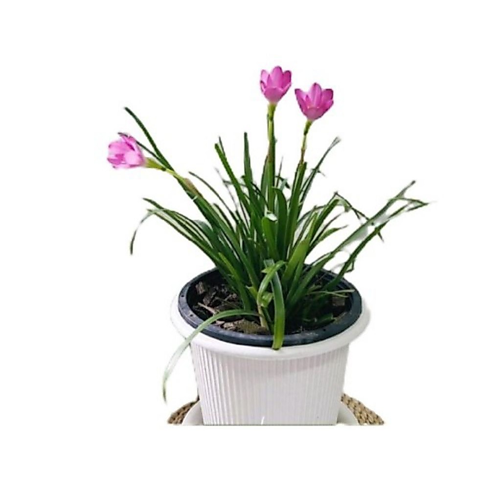 tanaman bunga rain lily pink - bunga rain lily - Tanaman bunga rain lily pink