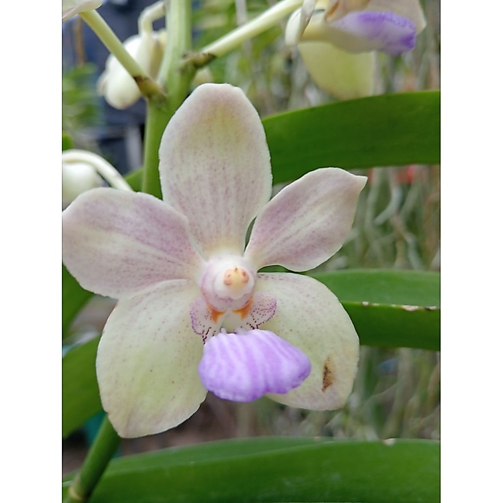 Vanda dewasa id (Tessellata x dennisoniana )4N x rhy gigantea big spots