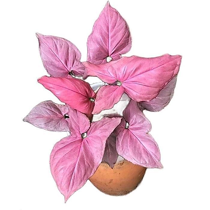 sygonium pink paket 3 tanaman - sygonium pink spot - sygonium pink splash - sygonium pink perperct d