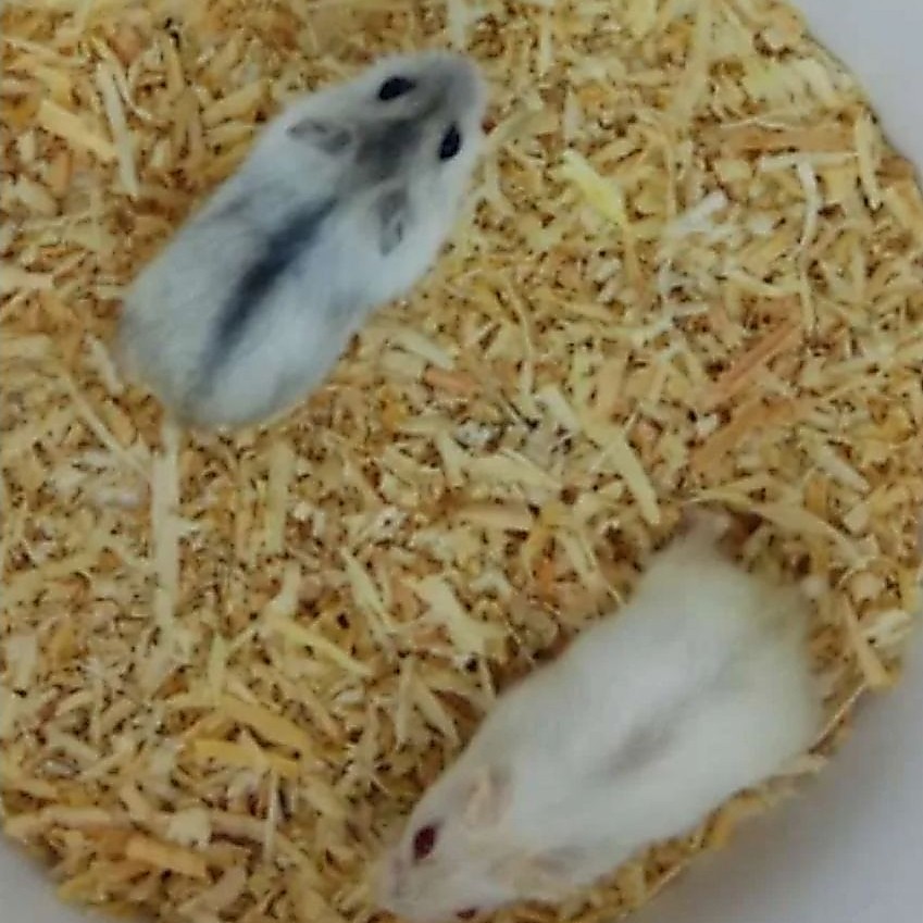 hamster winter white indukan jantan