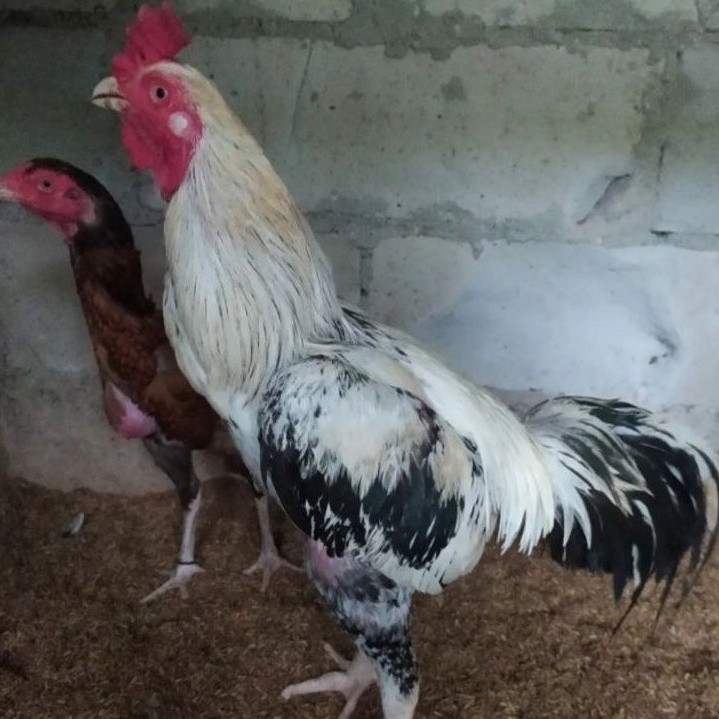 telur ayam Bangkok shamo fertil