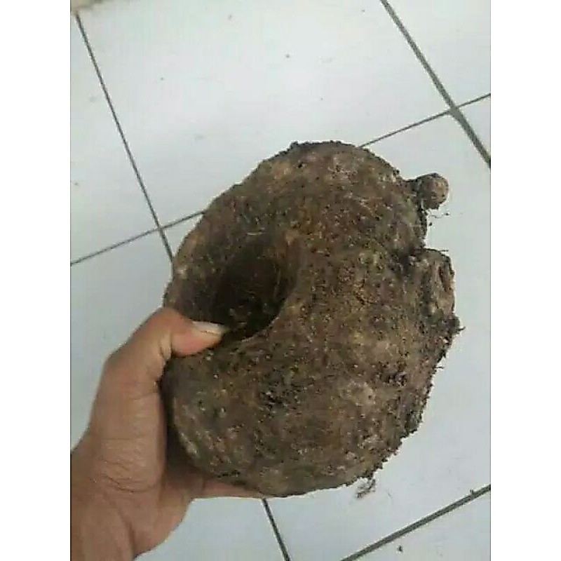 Suweg 1 kg