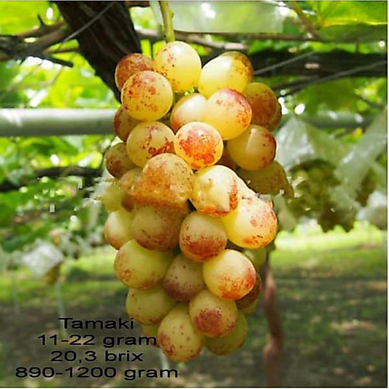 Bibit anggur import tamaki