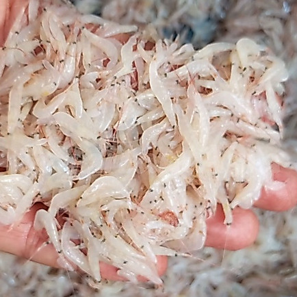 Rebon Basah / Rebon Segar / Udang Rebon