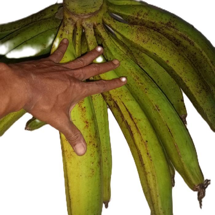 1kg Pisang Tanduk Mentah Siap Matang