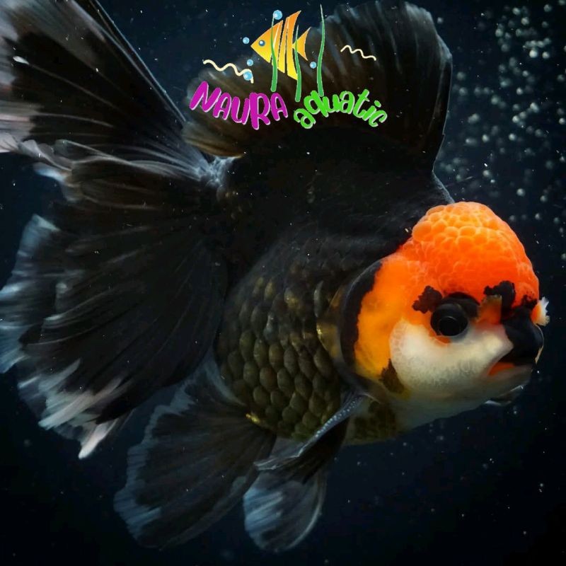 Pemanis aquarium oranda black red tancho ori dekorasi akuarium