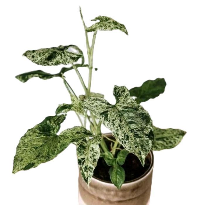tanamanhias sygonium mojito - tanaman keladi mojito - sygonium mojito Daun