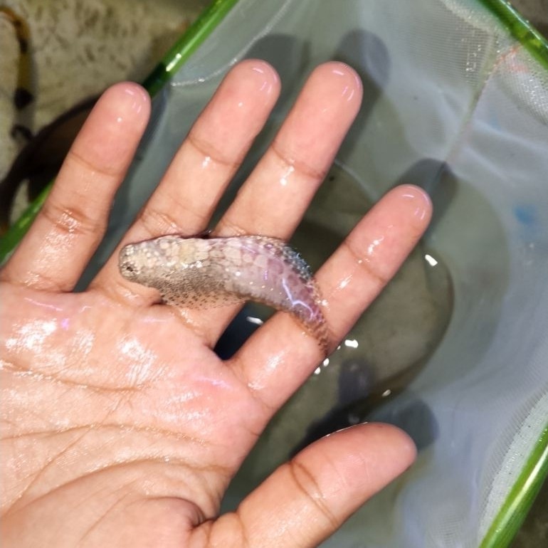ikan hias laut jabing Glodok