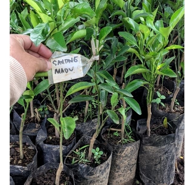 Bibit Jeruk Santang Madu okulasi valid