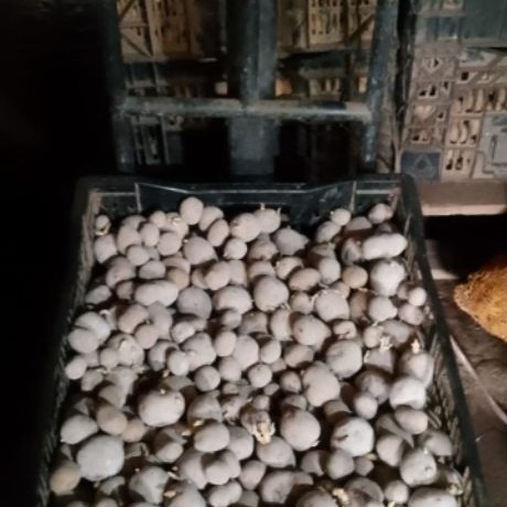benih kentang berkualitas G-2 / peti 25kg