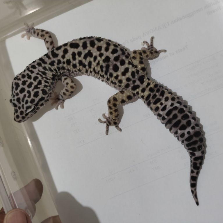 mainan leopard gecko tugsnow black night bn