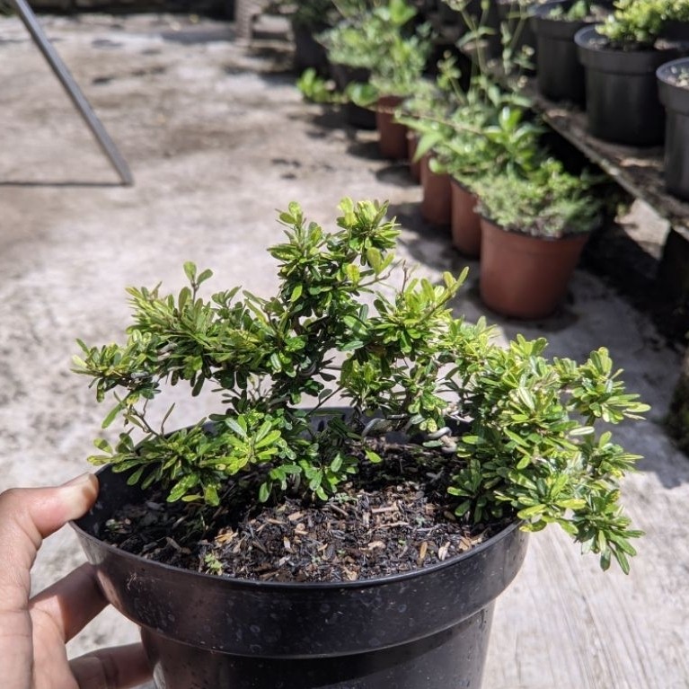 Bahan bonsai saeng simbur micro varigata vietnam