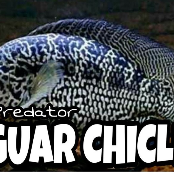 Predator / Jaguar chiclid / projek good patrent