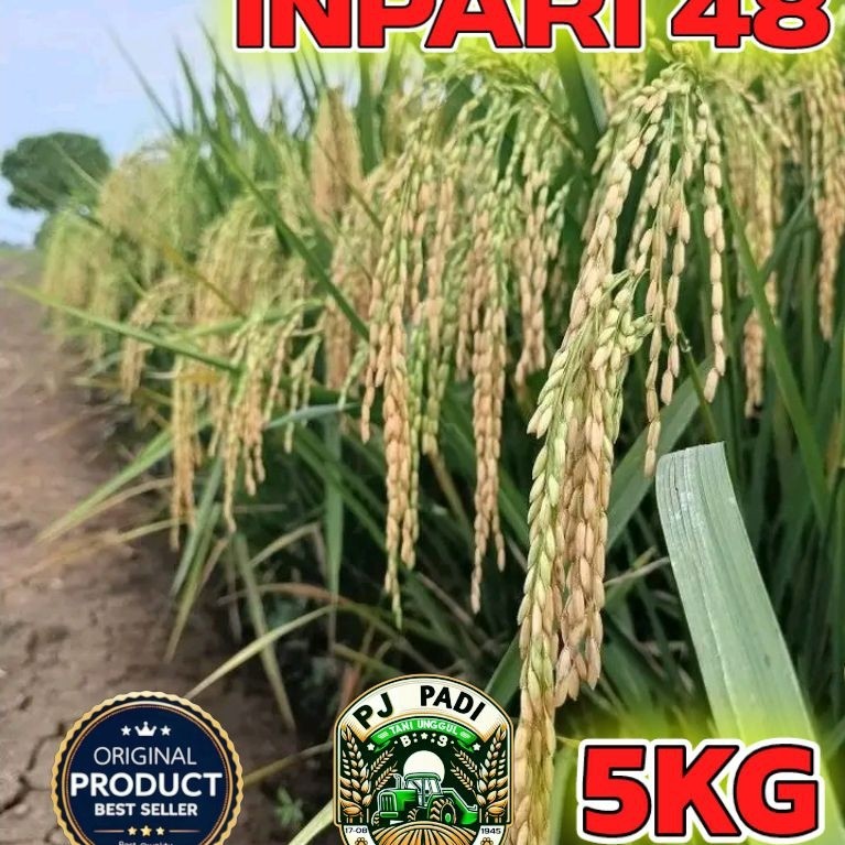 BENIH PADI UNGGUL BERKUALITAS INPARI 48 BLAS KEMASAN 5KG