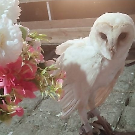 tyto alba putih jinak