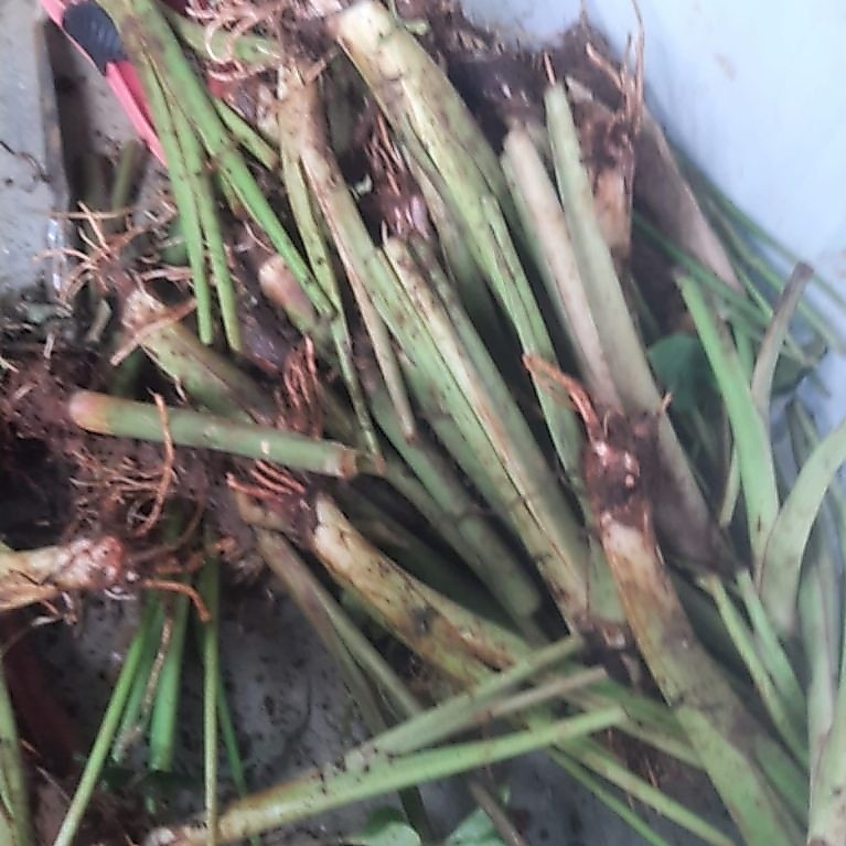 Talas Pratama 2(3bibit)
