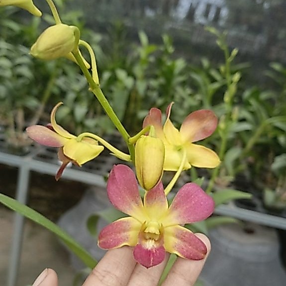 Dendrobium  id cantik #