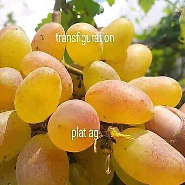 bibit anggur transfiguration/anggur import/anggur genjah