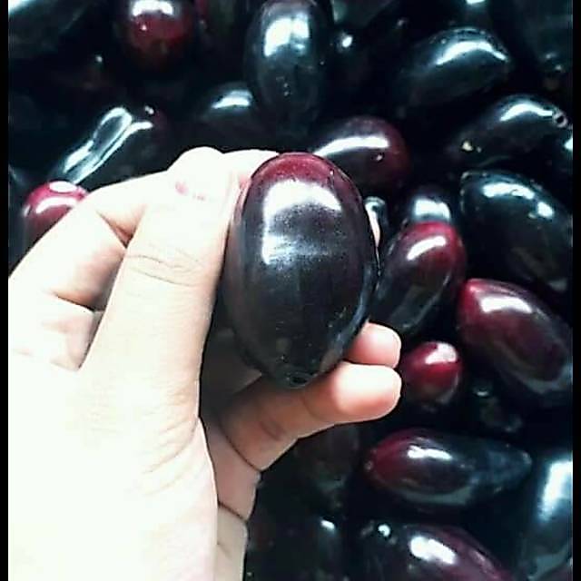 Buah jamblang atau juwet