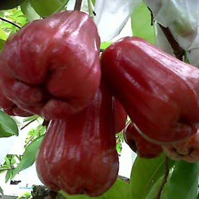 bibit buah jambu citra demak okulasi
