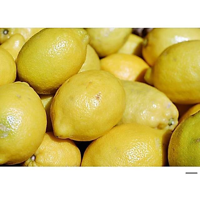 BUAH JERUK LEMON LOKAL